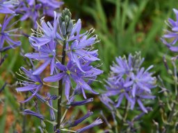 Camassia leichtlinii